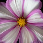 必博赌场开户条件与材料准备要点详尽分析 53eqf6