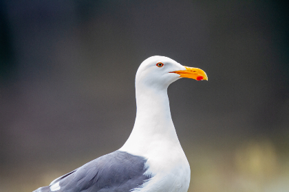 2025356期开奖号码正式公布结果查询